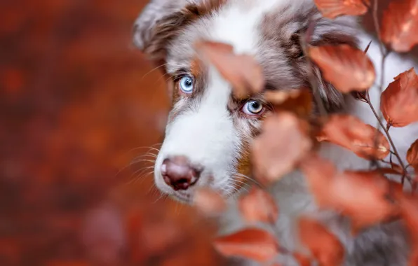 Картинка осень, взгляд, листья, фон, собака, ветка, щенок, голубые глаза, мордашка, боке, пятнистый, красавчик, австралийская овчарка, …