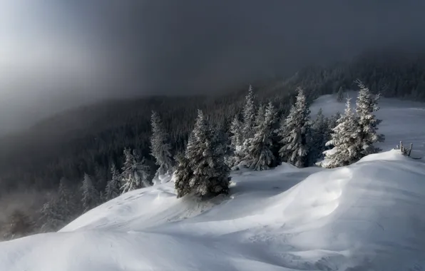 Картинка зима, лес, небо, свет, снег, горы, туман, ели, склон, сугробы, дымка, ёлочки, заснеженные, лесной массив