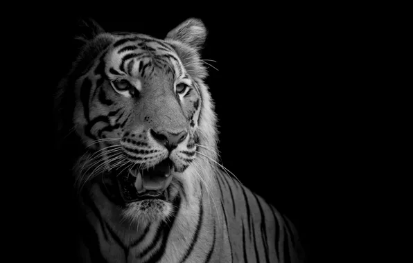 Картинка white, black, tiger, feline