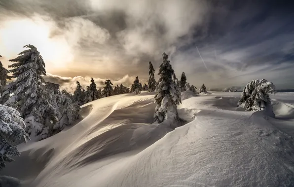 Картинка зима, лес, небо, солнце, облака, свет, снег, природа, в снегу, вид, утро, ели, склон, холм, …