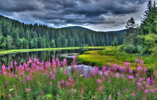 Картинка лес, лето, цветы, озеро, Германия, Germany, Баден-Вюртемберг, Baden-Württemberg, иван-чай