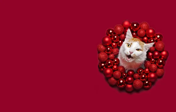 Картинка зима, кошка, белый, кот, морда, шарики, праздник, шары, блеск, круг, рыжий, Рождество, пасть, красные, Новый …