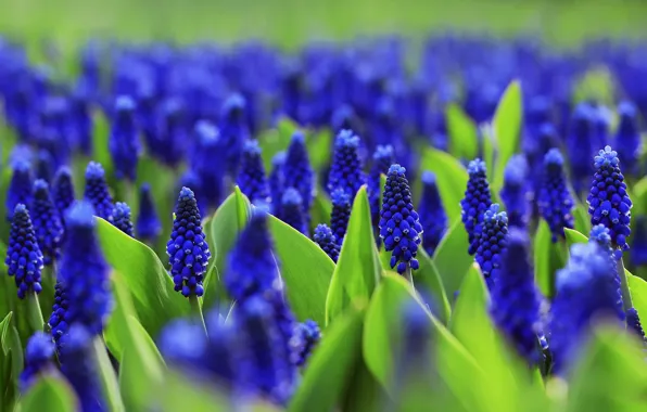 Картинка цветы, поляна, яркие, весна, клумба, синие, много, мускари, мышиный гиацинт