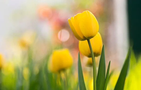 Картинка цветы, желтый, тюльпан, весна, желтые, тюльпаны, боке