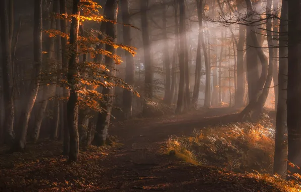 Картинка осень, лес, лучи, свет, деревья, природа, туман, тропинка