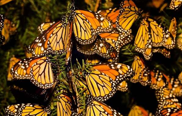 Картинка насекомые, природа, фон, пестрота, крылышки, картинка, солнечный день, Бабочки Монарх