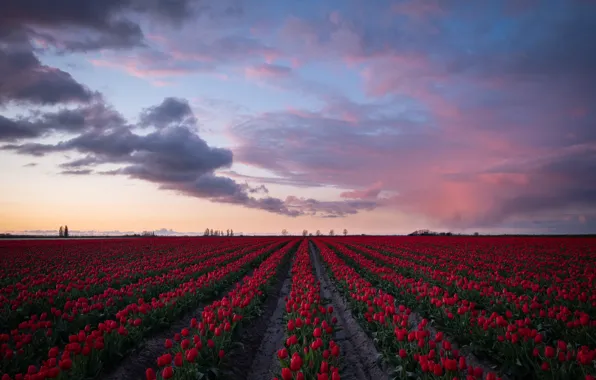 Картинка поле, небо, облака, закат, цветы, весна, вечер, горизонт, тюльпаны, красные, ряды, тропинки, плантация