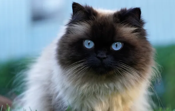 Картинка кошка, кот, крупный план, портрет, мордочка, красавица, голубые глаза, большие, голубой фон, пушистая, сиамская, колор-пойнт, …