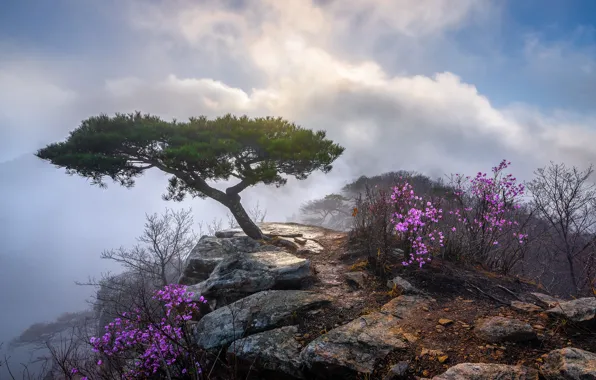 Картинка облака, пейзаж, природа, камни, дерево, скалы, кусты, Южная Корея, заповедник