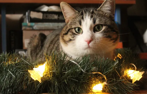 Картинка кошка, кот, праздник, Рождество, Новый год, гирлянды
