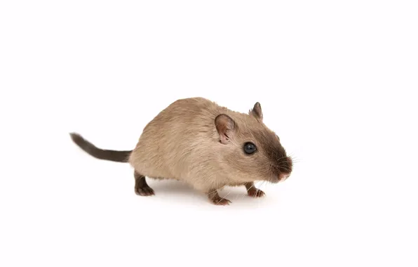Картинка mouse, white background, brown mice