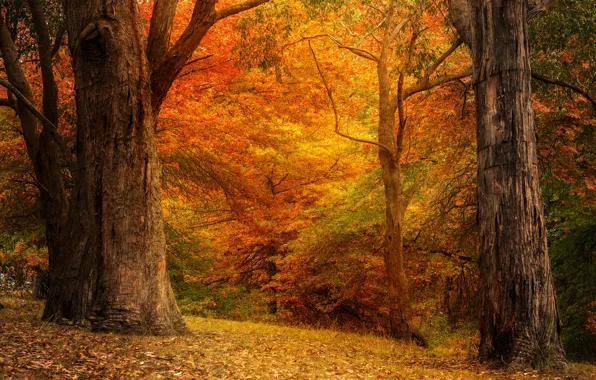 Картинка осень, лес, деревья, ветки, парк, стволы, листва, краски осени, золотая осень