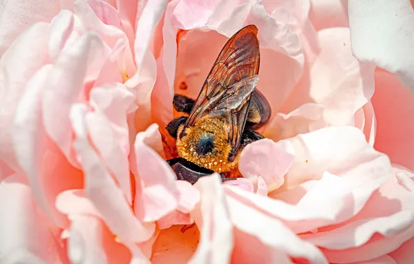 Картинка цветок, макро, пчела, розовый, роза, лепестки