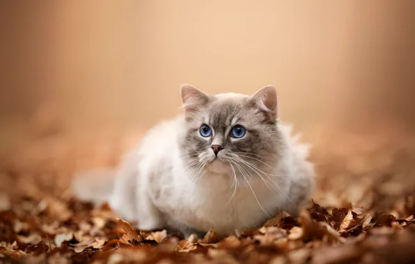 Картинка осень, кошка, кот, взгляд, природа, поляна, листва, мордашка, рэгдолл