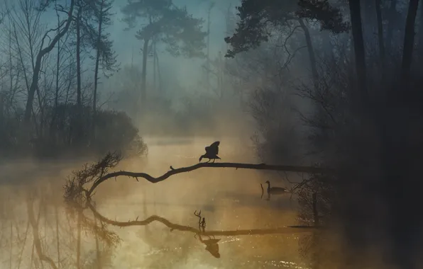 Картинка лес, птицы, туман, река, forest, river, birds, fog, Anton van Dongen
