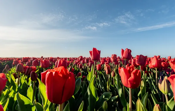 Картинка поле, небо, цветы, весна, тюльпаны, красные, много, плантация