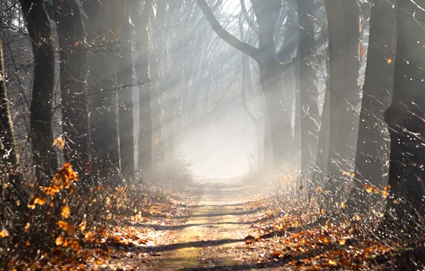 Картинка дорога, осень, свет, деревья, ветки, туман, парк, полосы, стволы, листва, даль, утро, дорожка, тени, дымка, …