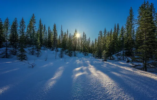 Картинка зима, солнце, снег, деревья, winter is coming