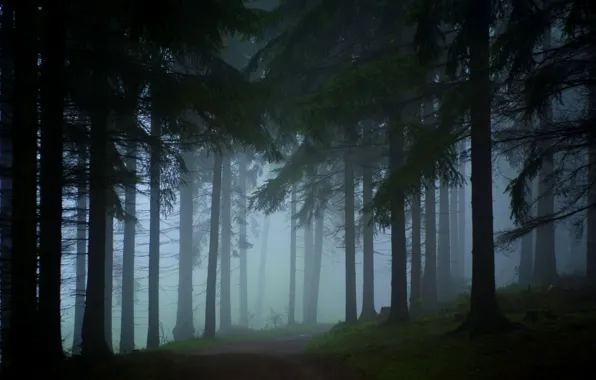 Картинка дорога, лес, деревья, природа, туман, Германия, Саксония