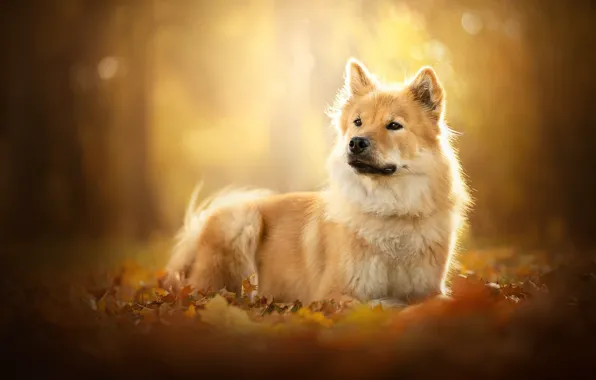Картинка листья, листва, портрет, собака, рыжая, боке
