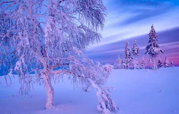 Картинка зима, снег, дерево, ели, Финляндия, Finland, Lapland, Лапландия
