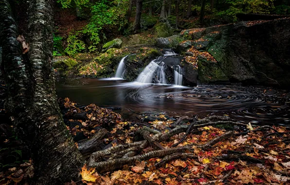 Картинка осень, лес, листья, корни, камни, дерево, листва, водопад, водоем