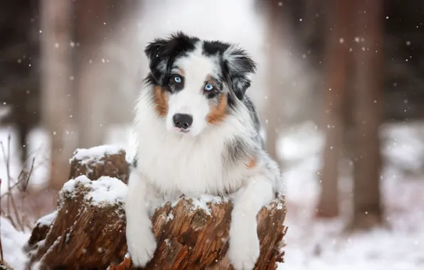 Картинка взгляд, морда, снег, пень, собака, лапы, Австралийская овчарка, Аусси, Наталия Поникарова
