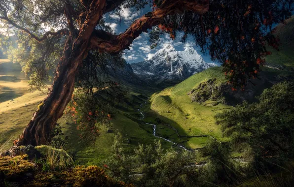 Картинка лето, деревья, пейзаж, горы, природа, холмы, долина, луга, Перу, ледники, снега, Max Rive