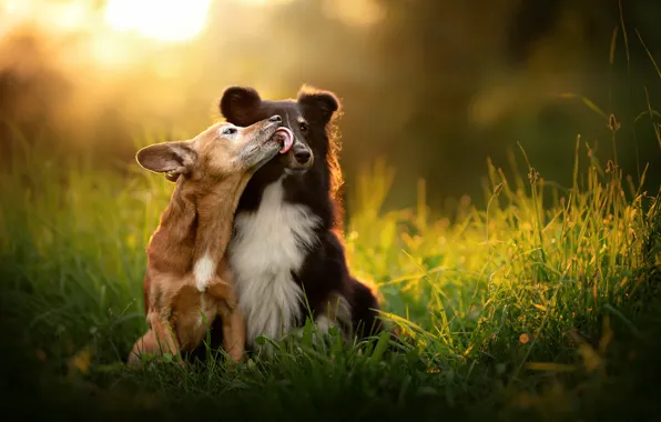 Картинка трава, настроение, поцелуй, парочка, две собаки