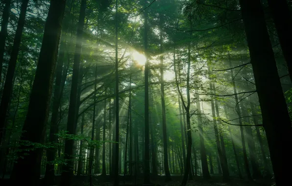 Картинка лес, лето, листья, солнце, лучи, свет, деревья, ветки, природа, туман, стволы, листва, утро, зеленые, туманный