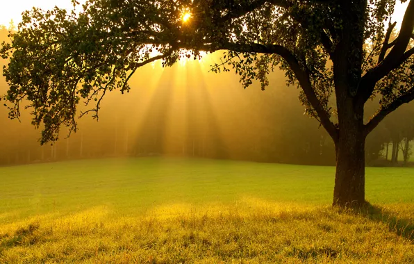 Картинка зелень, лето, трава, солнце, лучи, свет, деревья, природа, туман, дерево, ветви, поляна, яблоки, утро, сад, …