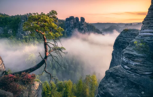 Картинка облака, деревья, пейзаж, природа, туман, скалы, рассвет, утро, Германия, леса, Саксонская Швейцария, Bastei, Бастай