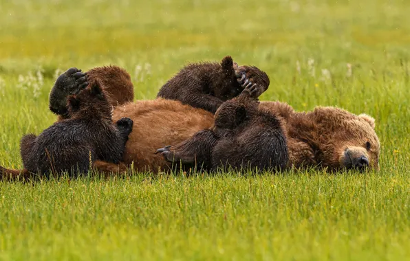 Картинка трава, поза, медведь, медведи, лежит, малыши, медвежата, медведица, грудное вскармливание, сосунки