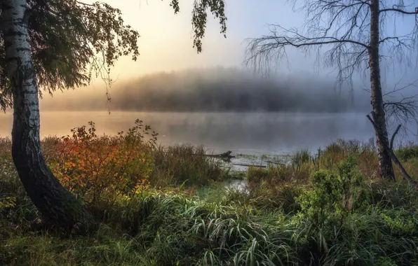 Картинка осень, трава, деревья, пейзаж, природа, туман, озеро, утро, берега