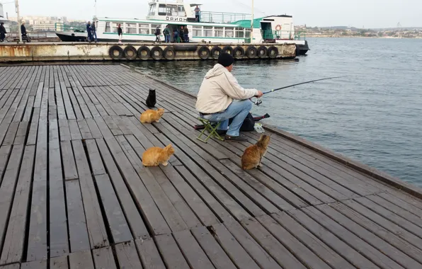 Картинка кошки, рыбалка, ожидание