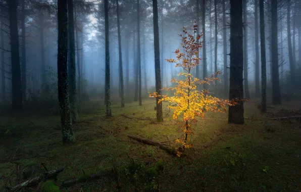 Картинка осень, лес, листья, деревья, ветки, туман, стволы, поляна, утро, желтые, сосны, деревце, брёвна, бор, осенняя …