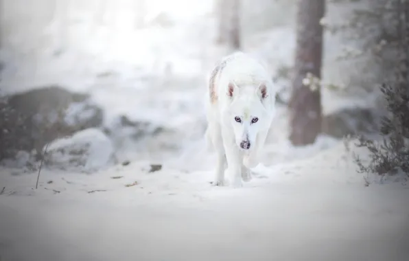 Картинка зима, лес, взгляд, снег, собака, прогулка, швейцарская овчарка