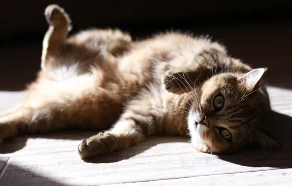Картинка кошка, кот, взгляд, морда, свет, отдых, доски, лапы, лежит, тени, пузико, греется на солнце, приятное …