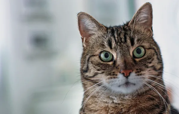 Картинка кошка, кот, взгляд, фон, портрет, мордочка, зелёные глаза