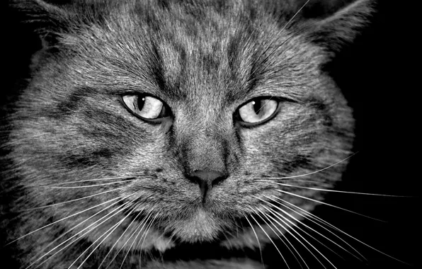 Картинка кот, усы, морда, шерсть, черно-белое