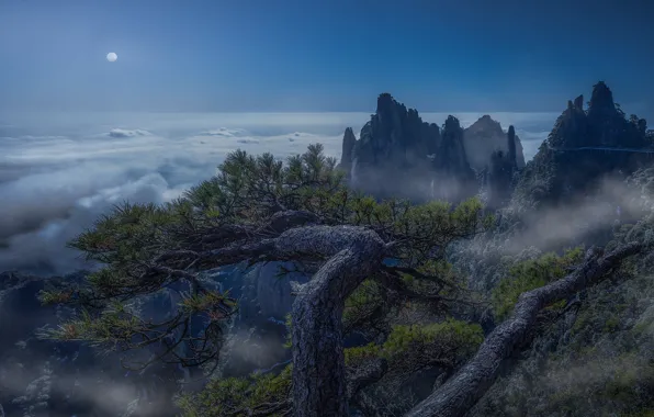 Картинка горы, туман, скалы, сосны, сосна
