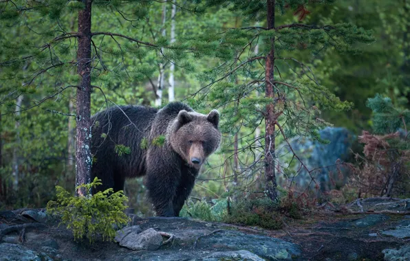 Картинка лес, природа, медведь