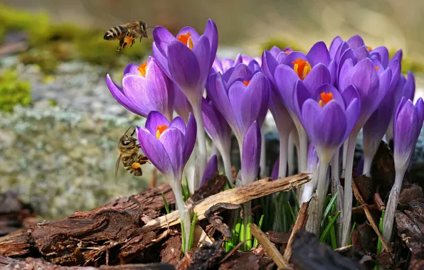 Картинка цветы, насекомые, весна, пчелы, крокусы, сиреневые, щепки