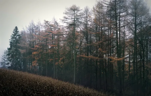 Картинка осень, лес, туман