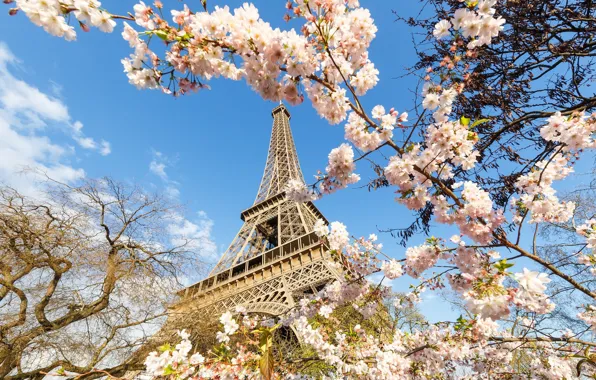 Картинка Париж, башня, весна, цветущие деревья