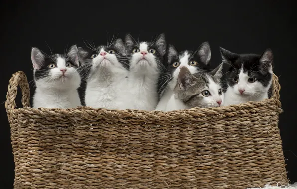Картинка кошки, темный фон, котята, малыши, корзинка, много, клоны, черно-белые, мордашки, выводок, смотрят вверх