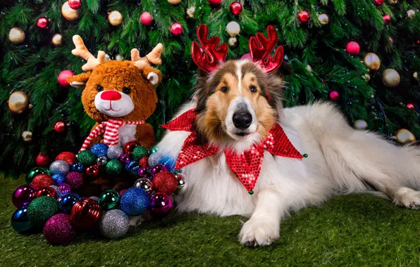 Картинка шарики, украшения, праздник, игрушка, новый год, собака, олень, ёлка, пёс, ёлочные игрушки, колли
