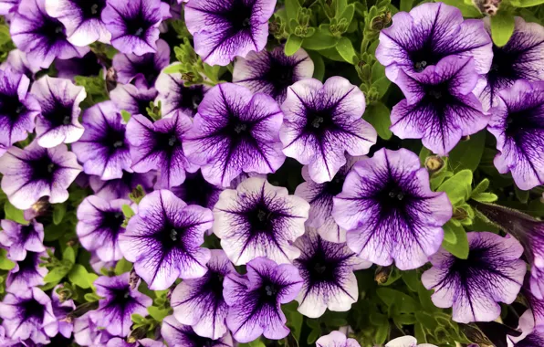 Картинка цветы, фиолетовые, сиреневые, петунии