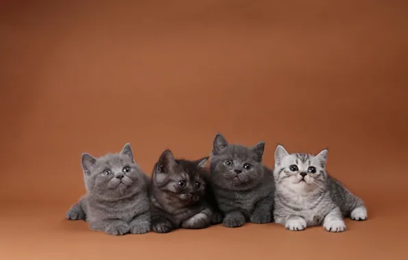 Картинка кошки, котенок, котята, оранжевый фон, квартет, четыре, британские