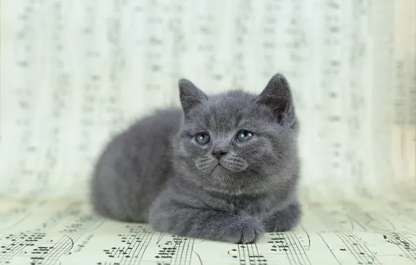 Картинка кошка, взгляд, ноты, музыка, котенок, мордашка, британский